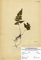 藏品(異葉陵齒蕨)的圖片